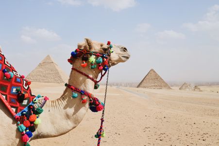 Camel Among Pyramids — 100-piece jigsaw puzzle