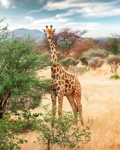 Giraffe Among Trees — 200-piece jigsaw puzzle