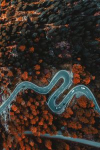 Winding Forest Road — 300-piece jigsaw puzzle