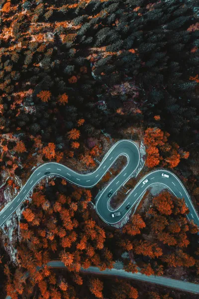 Winding Forest Road — 300-piece jigsaw puzzle