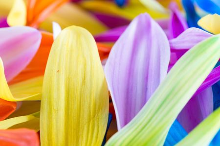Vibrant Petal Spectrum — 300-piece jigsaw puzzle