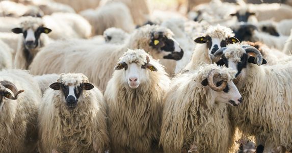 Woolly Flock Gathering — 300-piece jigsaw puzzle