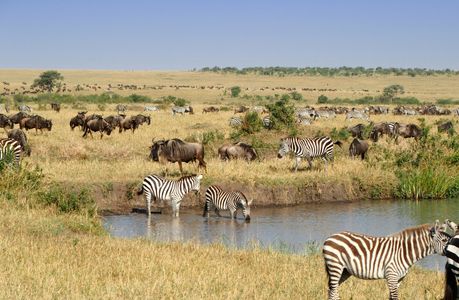 Serengeti Wildlife Gathering — 200-piece jigsaw puzzle