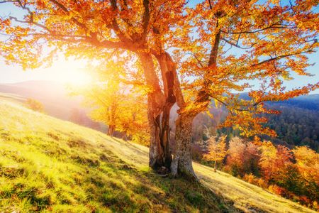 Autumn Radiance — 200-piece jigsaw puzzle