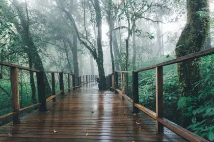 Misty Forest Pathway — 300-piece jigsaw puzzle