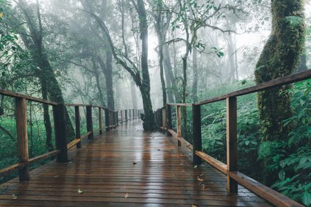 Misty Forest Pathway — 300-piece jigsaw puzzle