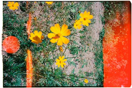 Vivid Wildflower Scene — 500-piece jigsaw puzzle