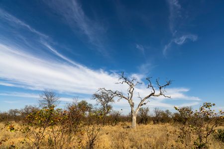 Solitary Tree Embracing Sky — 64-piece jigsaw puzzle