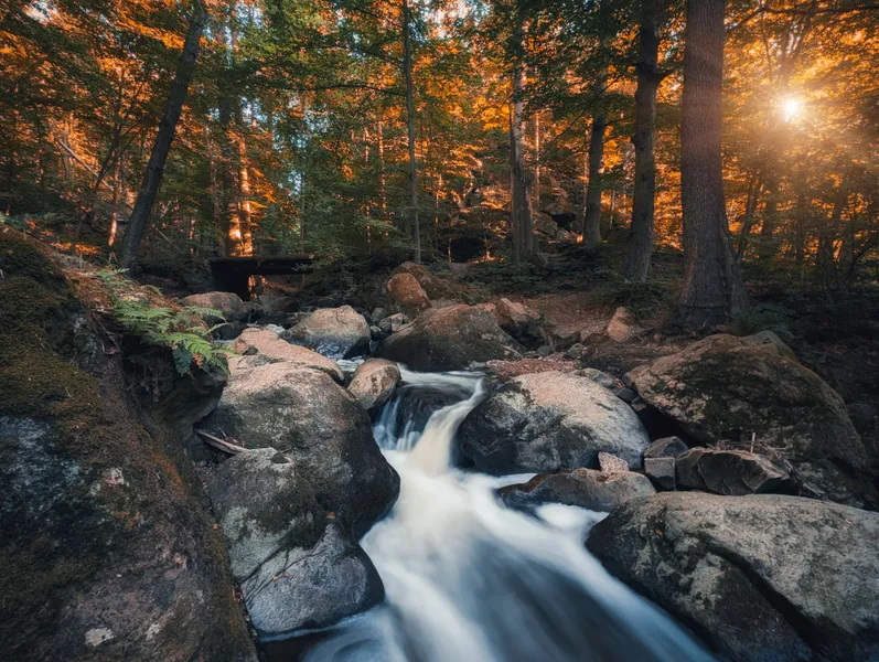 Arroyo del bosque iluminado — rompecabezas de 300 piezas