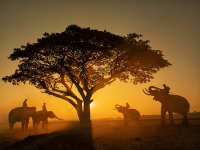 Elephants at Sunset — 100-piece jigsaw puzzle