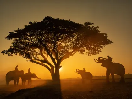 Elephants at Sunset — 100-piece jigsaw puzzle