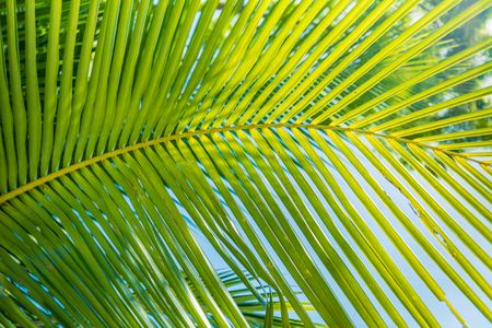 Tropical Leaf Pattern — 64-piece jigsaw puzzle