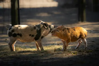 Playful Pigs — 12-piece jigsaw puzzle