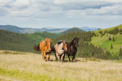 Wild Horses Running — 200-piece jigsaw puzzle
