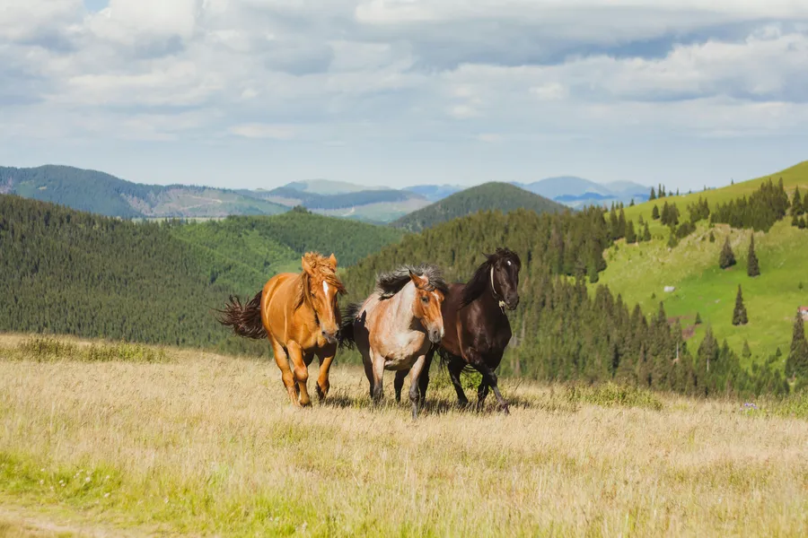Caballos salvajes corriendo — rompecabezas de 200 piezas