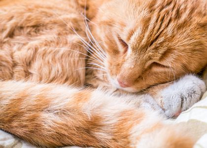 Ginger Cat Nap — 200-piece jigsaw puzzle