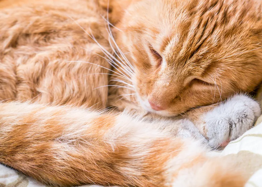 Ginger Cat Nap — 200-piece jigsaw puzzle