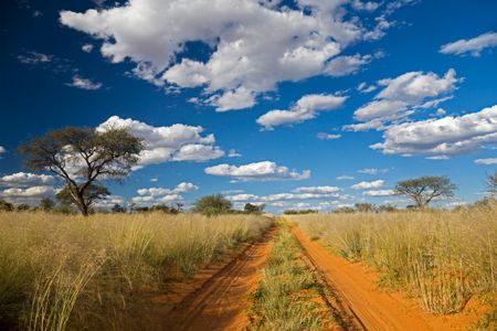 Endless Savannah Road — 150-piece jigsaw puzzle