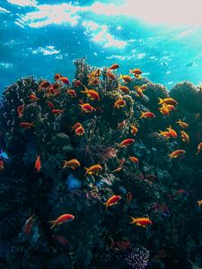Vibrant Underwater World — 64-piece jigsaw puzzle