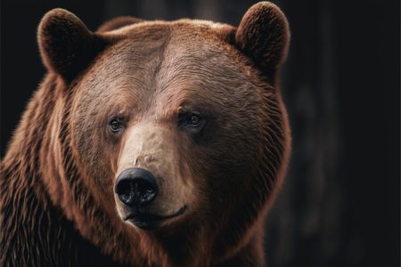 Majestic Brown Bear — 500-piece jigsaw puzzle