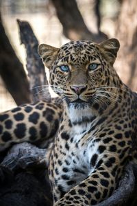Majestic Leopard Gaze — 64-piece jigsaw puzzle