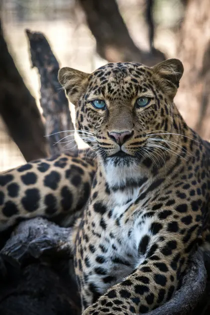 Majestic Leopard Gaze — 64-piece jigsaw puzzle