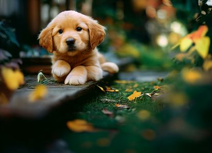Puppy in Autumn Garden — 200-piece jigsaw puzzle