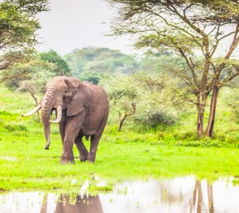 Majestic Elephant Walk — 100-piece jigsaw puzzle