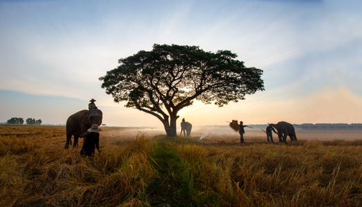 Serenity in the Fields — 500-piece jigsaw puzzle