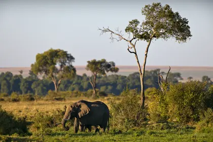 Elephant in Savannah — 150-piece jigsaw puzzle
