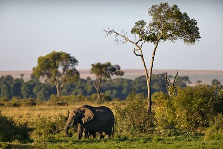 Elephant in Savannah — 150-piece jigsaw puzzle