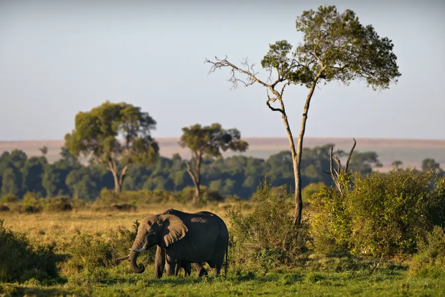 Elephant in Savannah — 150-piece jigsaw puzzle