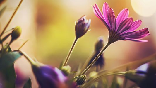 Blossom in Light — 150-piece jigsaw puzzle