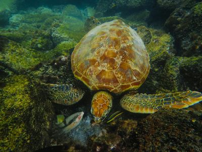 Serene Sea Turtle — 300-piece jigsaw puzzle