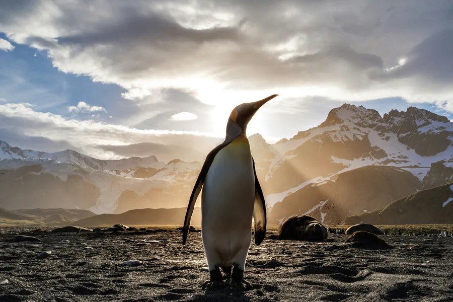Majestic Penguin Silhouette — 500-piece jigsaw puzzle