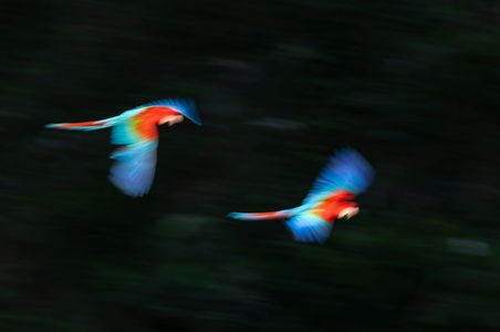 Vivid Parrot Flight — 200-piece jigsaw puzzle