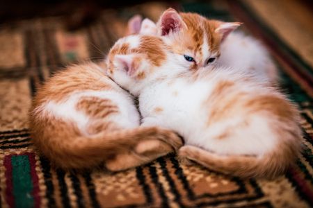 Cozy Kitten Cuddle — 300-piece jigsaw puzzle