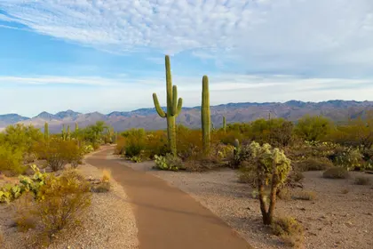 Desert Pathway Serenity — 150-piece jigsaw puzzle