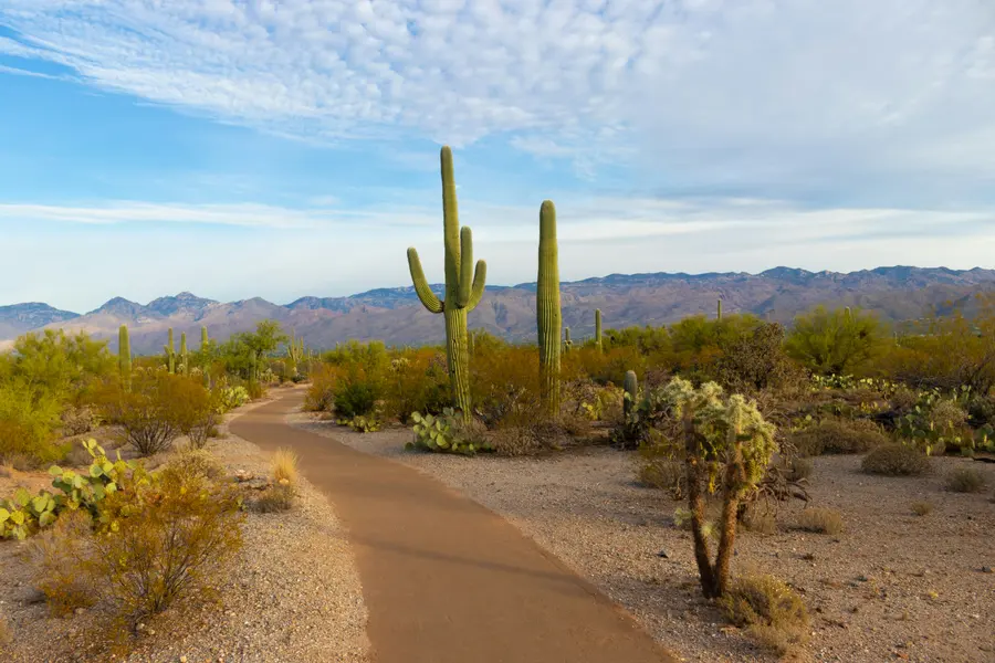 Desert Pathway Serenity — 150-piece jigsaw puzzle