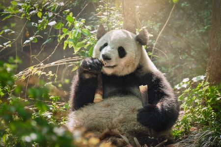 Panda Enjoying Bamboo — 200-piece jigsaw puzzle
