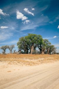 Majestic Baobabs — 300-piece jigsaw puzzle