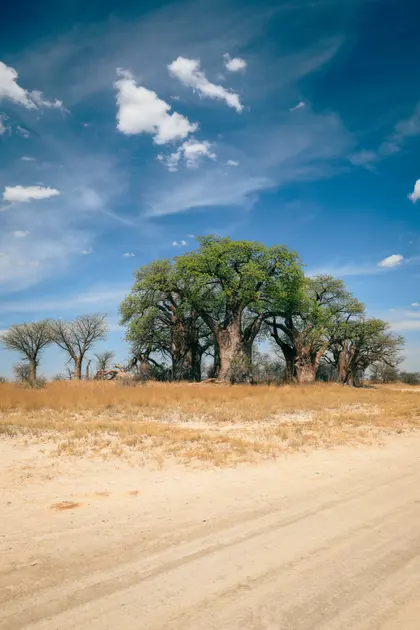 Majestic Baobabs — 300-piece jigsaw puzzle