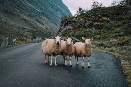 Sheep on Mountain Road — 400-piece jigsaw puzzle