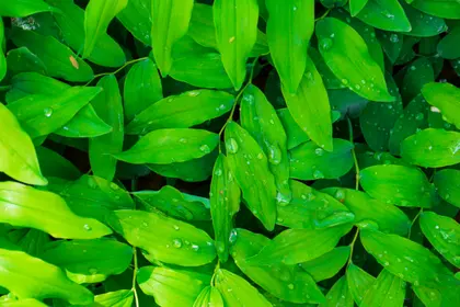 Dew-Kissed Leaves — 200-piece jigsaw puzzle
