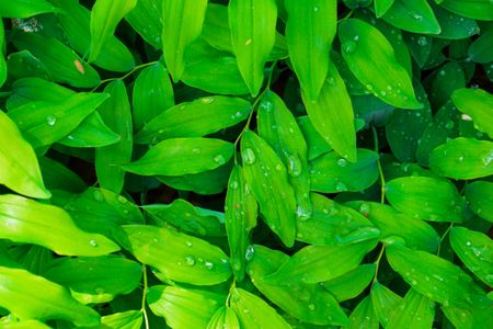 Dew-Kissed Leaves — 200-piece jigsaw puzzle