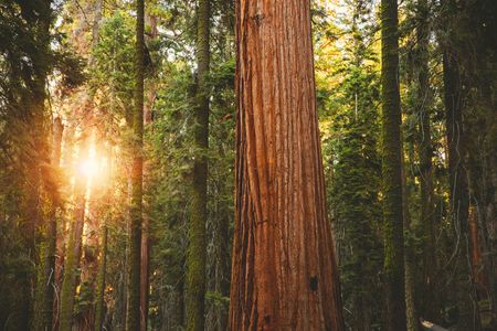 Sunlit Forest Giants — 300-piece jigsaw puzzle