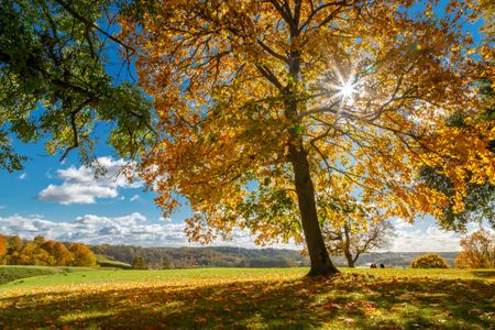 Golden Autumn Day — 300-piece jigsaw puzzle