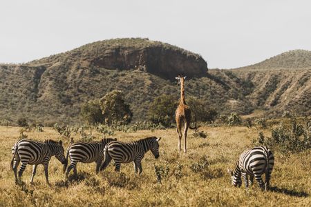 Serengeti Wildlife Harmony — 400-piece jigsaw puzzle