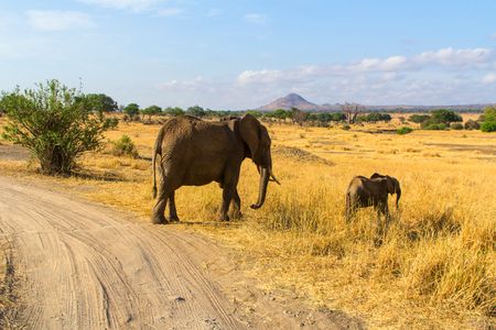 Elephants in Savannah — 300-piece jigsaw puzzle