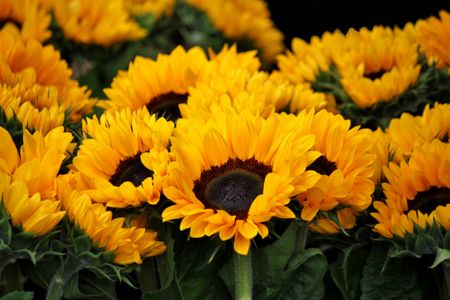 Golden Sunflowers — 100-piece jigsaw puzzle